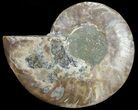 Agatized Ammonite Fossil (Half) #68809-1